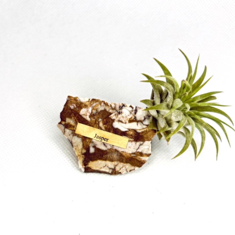 Zebra Marble Crystal & Air Plant